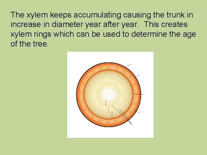 The xylem keeps accumulating causing the trunk in increase in diameter year after year.