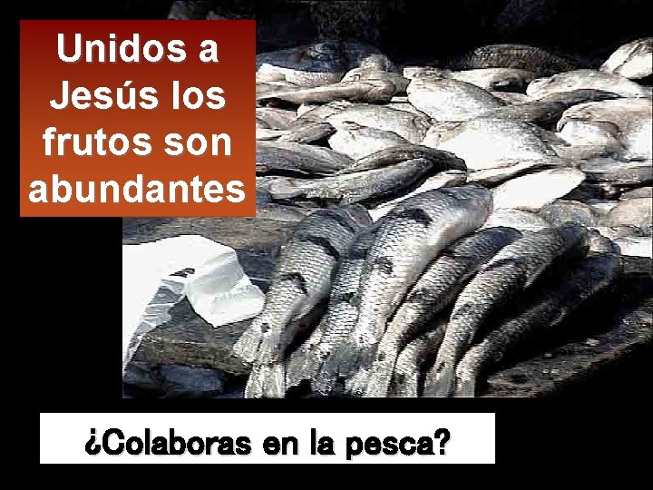 Unidos a Jesús los frutos son abundantes ¿Colaboras en la pesca? 