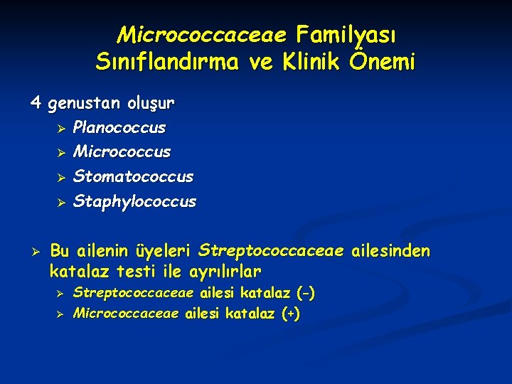 Micrococcaceae Familyası Sınıflandırma ve Klinik Önemi 4 genustan oluşur Ø Planococcus Ø Micrococcus Ø