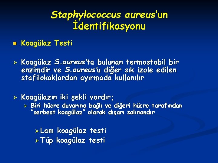 Staphylococcus aureus’un İdentifikasyonu n Ø Ø Koagülaz Testi Koagülaz S. aureus’ta bulunan termostabil bir