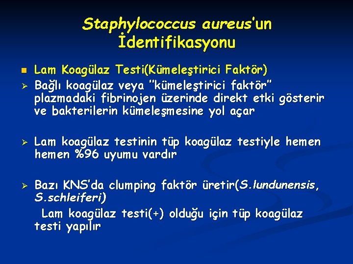 Staphylococcus aureus’un İdentifikasyonu n Ø Ø Ø Lam Koagülaz Testi(Kümeleştirici Faktör) Bağlı koagülaz veya