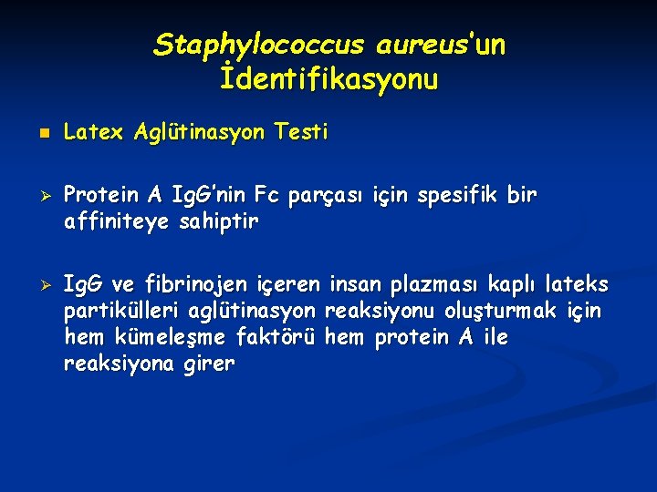 Staphylococcus aureus’un İdentifikasyonu n Ø Ø Latex Aglütinasyon Testi Protein A Ig. G’nin Fc