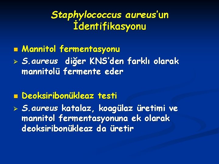 Staphylococcus aureus’un İdentifikasyonu n Ø Mannitol fermentasyonu S. aureus diğer KNS’den farklı olarak mannitolü
