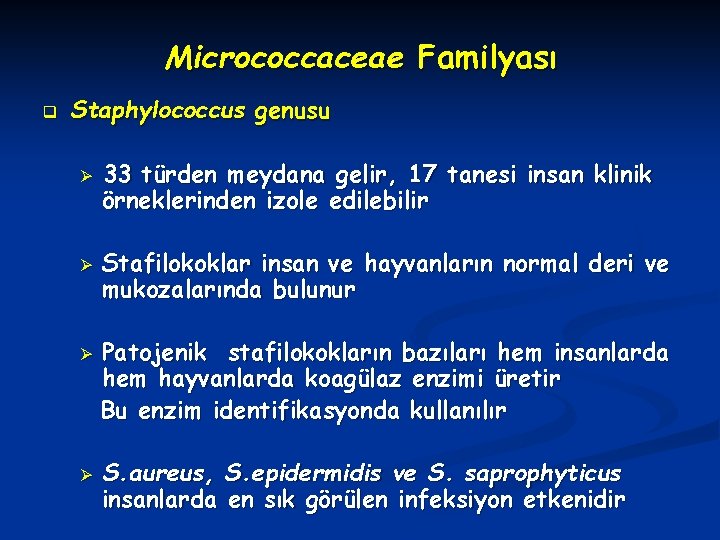 Micrococcaceae Familyası q Staphylococcus genusu Ø Ø 33 türden meydana gelir, 17 tanesi insan