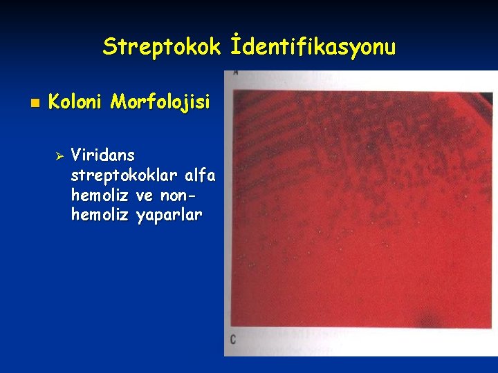 Streptokok İdentifikasyonu n Koloni Morfolojisi Ø Viridans streptokoklar alfa hemoliz ve nonhemoliz yaparlar 