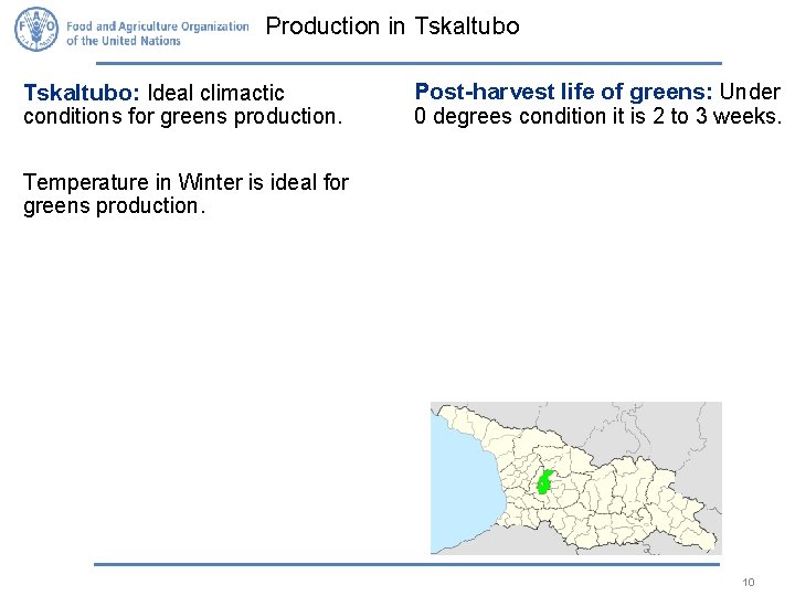 Production in Tskaltubo: Ideal climactic conditions for greens production. Post-harvest life of greens: Under