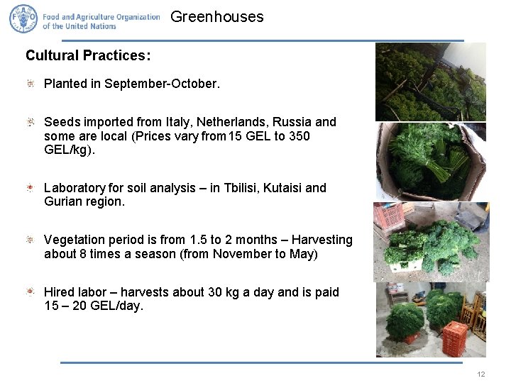 Greenhouses Cultural Practices: Planted in September-October. Seeds imported from Italy, Netherlands, Russia and some