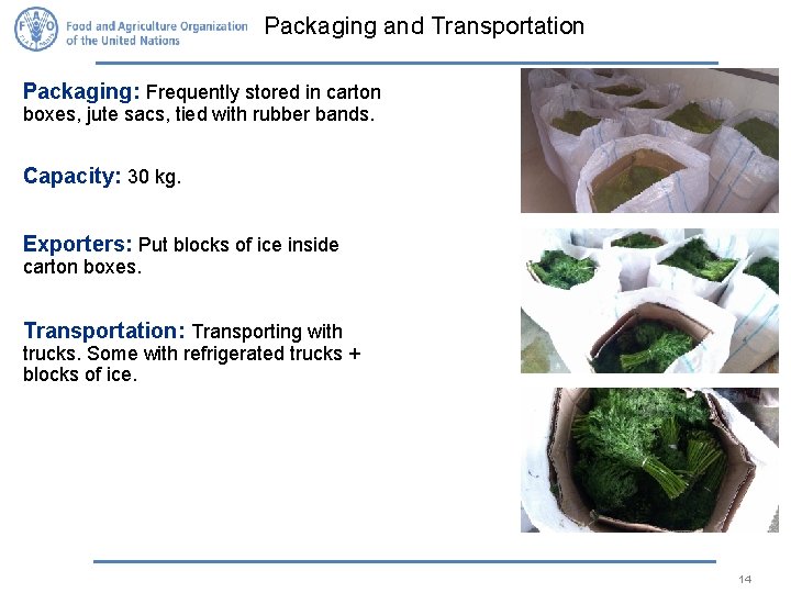 Packaging and Transportation Packaging: Frequently stored in carton boxes, jute sacs, tied with rubber