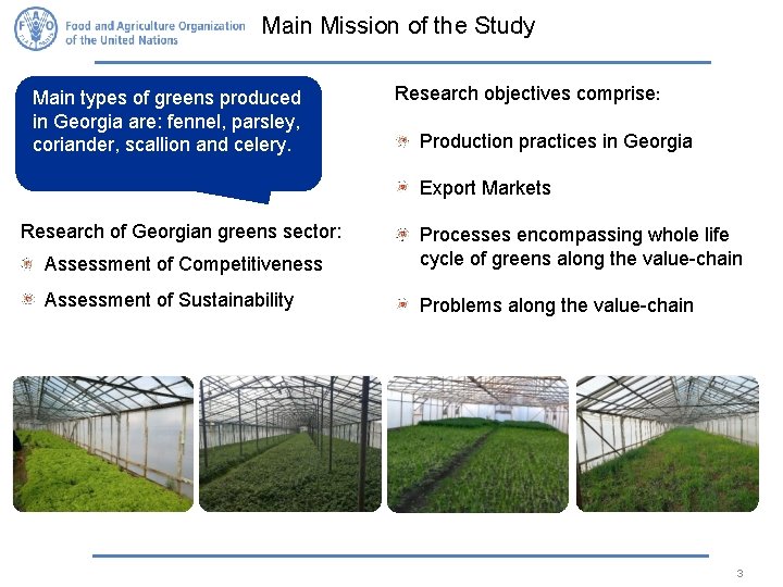 Main Mission of the Study Main types of greens produced in Georgia are: fennel,