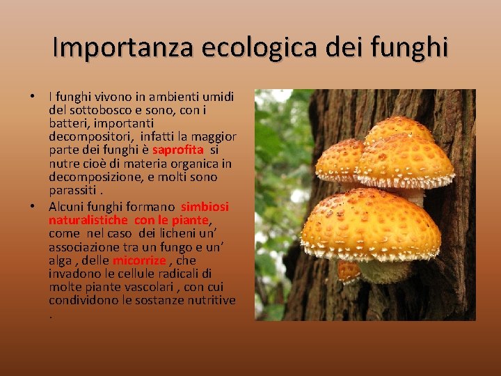 Importanza ecologica dei funghi • I funghi vivono in ambienti umidi del sottobosco e