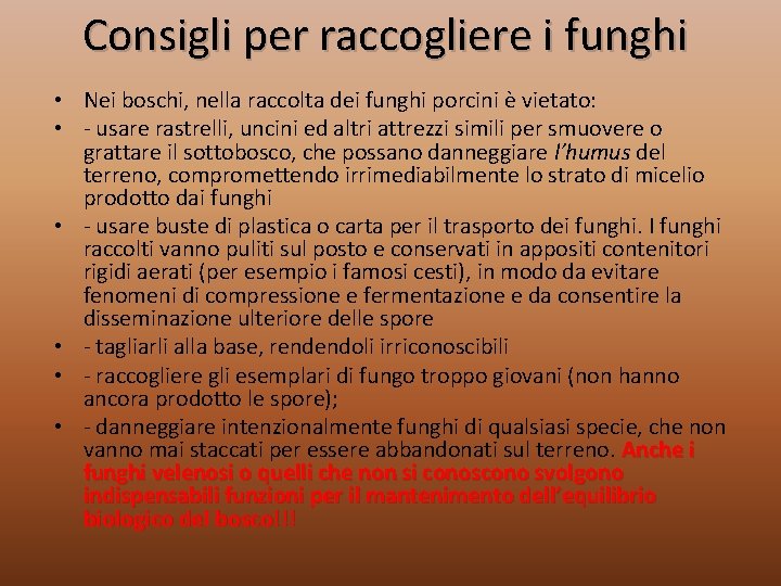 Consigli per raccogliere i funghi • Nei boschi, nella raccolta dei funghi porcini è