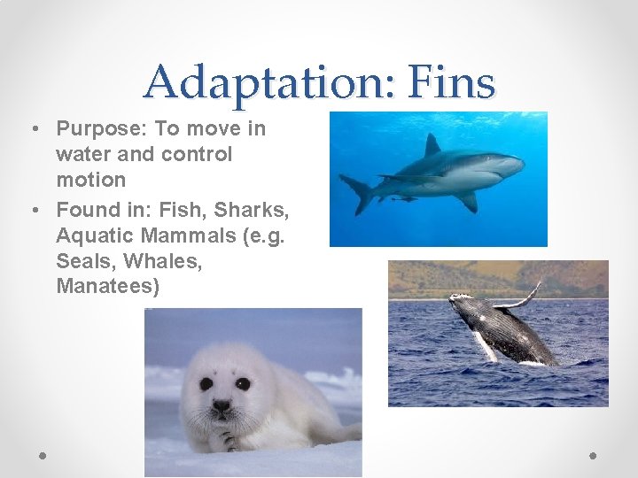 Adaptation: Fins • Purpose: To move in water and control motion • Found in: