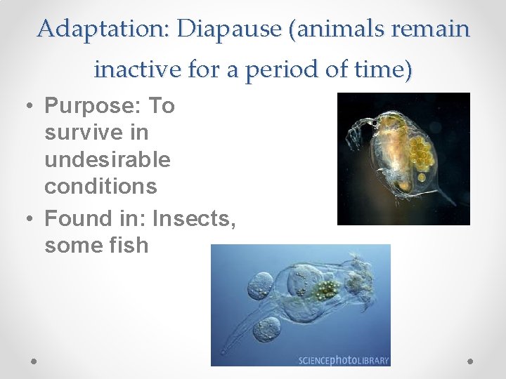 Adaptation: Diapause (animals remain inactive for a period of time) • Purpose: To survive