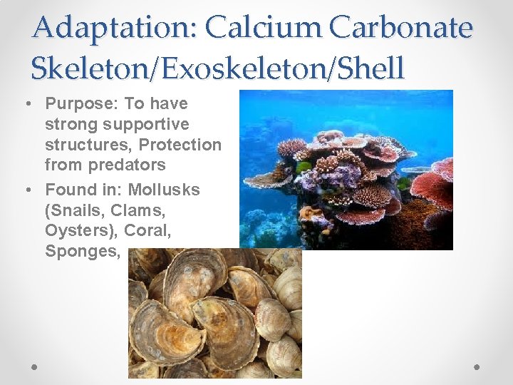 Adaptation: Calcium Carbonate Skeleton/Exoskeleton/Shell • Purpose: To have strong supportive structures, Protection from predators