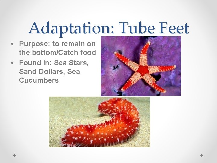 Adaptation: Tube Feet • Purpose: to remain on the bottom/Catch food • Found in: