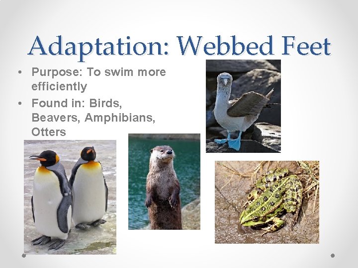 Adaptation: Webbed Feet • Purpose: To swim more efficiently • Found in: Birds, Beavers,