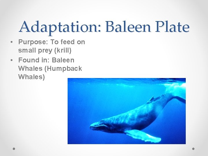 Adaptation: Baleen Plate • Purpose: To feed on small prey (krill) • Found in:
