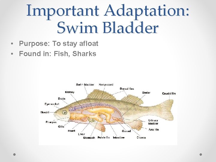 Important Adaptation: Swim Bladder • Purpose: To stay afloat • Found in: Fish, Sharks