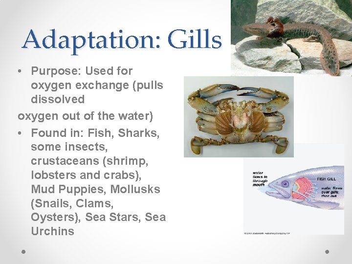 Adaptation: Gills • Purpose: Used for oxygen exchange (pulls dissolved oxygen out of the