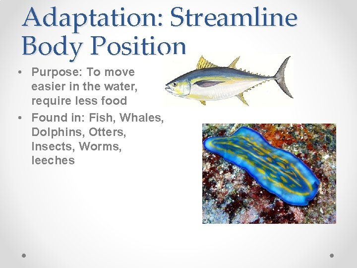 Adaptation: Streamline Body Position • Purpose: To move easier in the water, require less