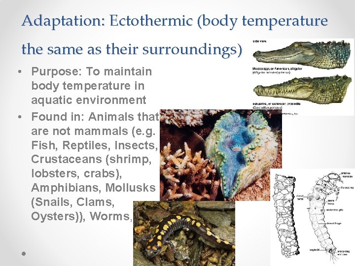 Adaptation: Ectothermic (body temperature the same as their surroundings) • Purpose: To maintain body