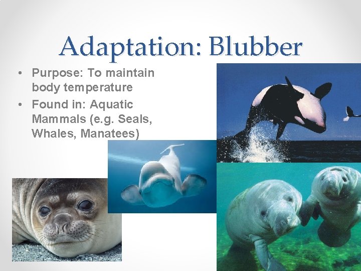 Adaptation: Blubber • Purpose: To maintain body temperature • Found in: Aquatic Mammals (e.