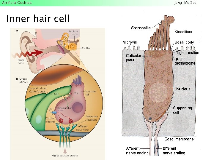 Artificial Cochlea Inner hair cell Jong-Mo Seo 