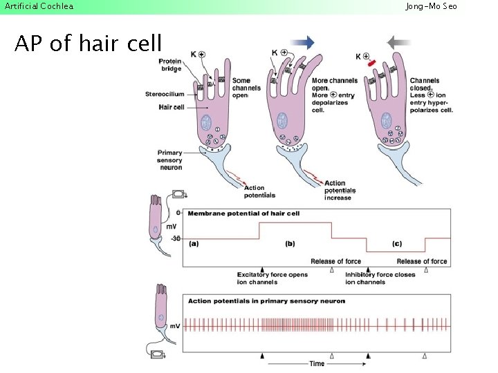 Artificial Cochlea AP of hair cell Jong-Mo Seo 