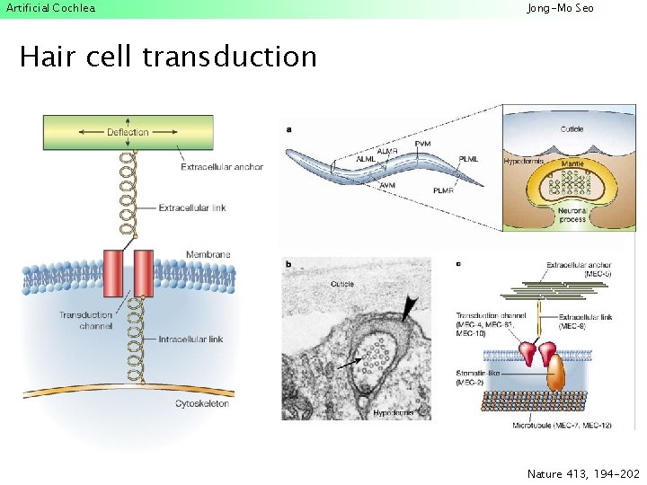 Artificial Cochlea Jong-Mo Seo Hair cell transduction Nature 413, 194 -202 