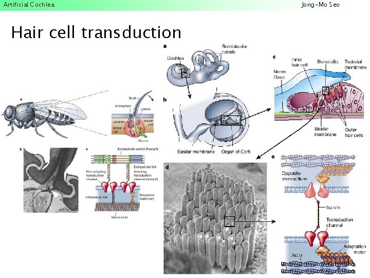 Artificial Cochlea Hair cell transduction Jong-Mo Seo 