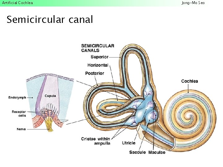Artificial Cochlea Semicircular canal Jong-Mo Seo 