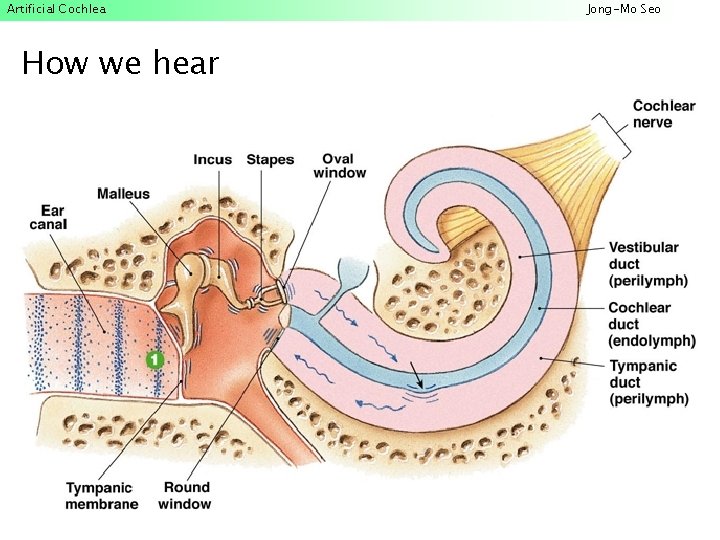 Artificial Cochlea How we hear Jong-Mo Seo 