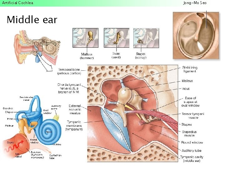 Artificial Cochlea Middle ear Jong-Mo Seo 