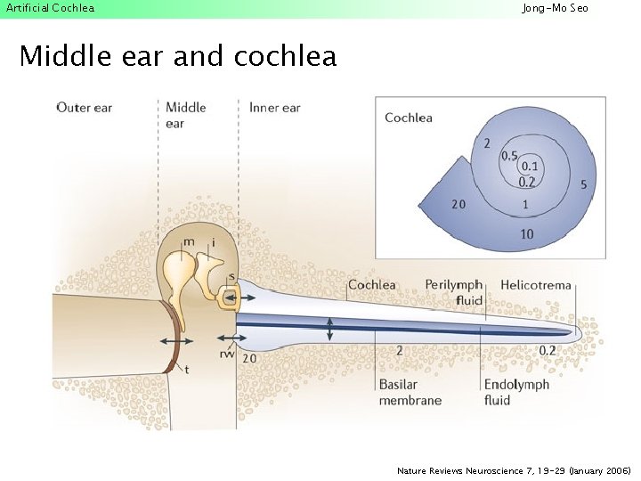 Artificial Cochlea Jong-Mo Seo Middle ear and cochlea Nature Reviews Neuroscience 7, 19 -29