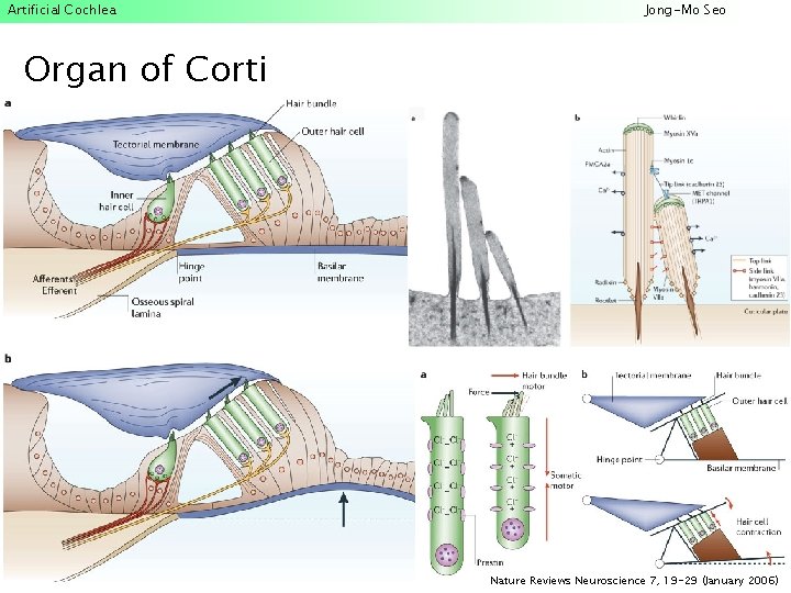 Artificial Cochlea Jong-Mo Seo Organ of Corti Nature Reviews Neuroscience 7, 19 -29 (January