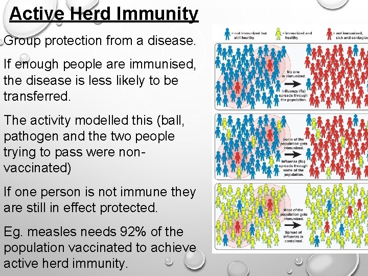 Active Herd Immunity Group protection from a disease. If enough people are immunised, the