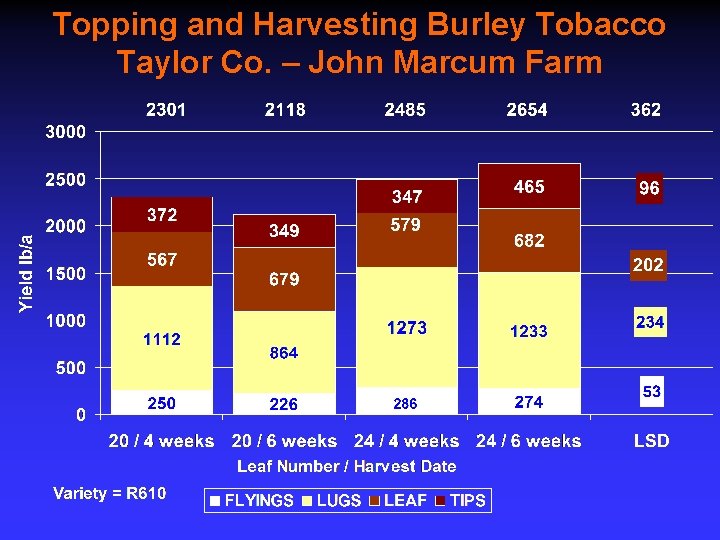 Topping and Harvesting Burley Tobacco Taylor Co. – John Marcum Farm 