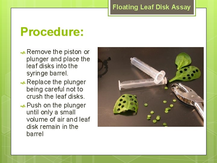 Floating Leaf Disk Assay Procedure: Remove the piston or plunger and place the leaf