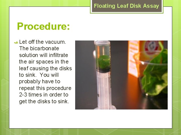 Floating Leaf Disk Assay Procedure: Let off the vacuum. The bicarbonate solution will infiltrate