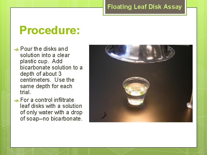 Floating Leaf Disk Assay Procedure: Pour the disks and solution into a clear plastic