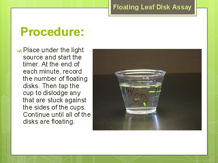 Floating Leaf Disk Assay Procedure: Place under the light source and start the timer.