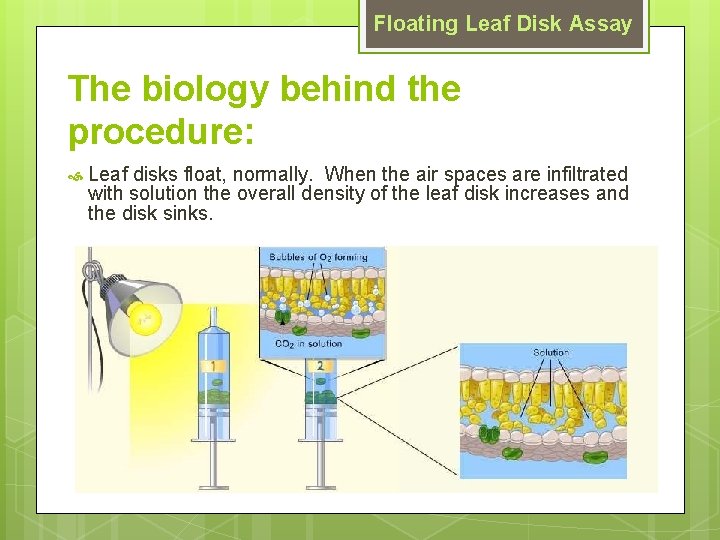 Floating Leaf Disk Assay The biology behind the procedure: Leaf disks float, normally. When