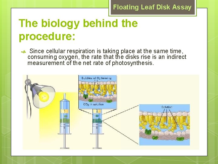 Floating Leaf Disk Assay The biology behind the procedure: Since cellular respiration is taking