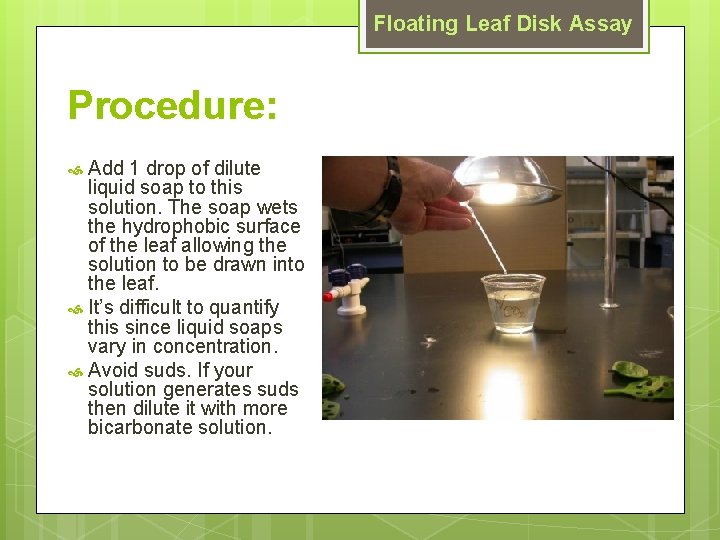 Floating Leaf Disk Assay Procedure: Add 1 drop of dilute liquid soap to this