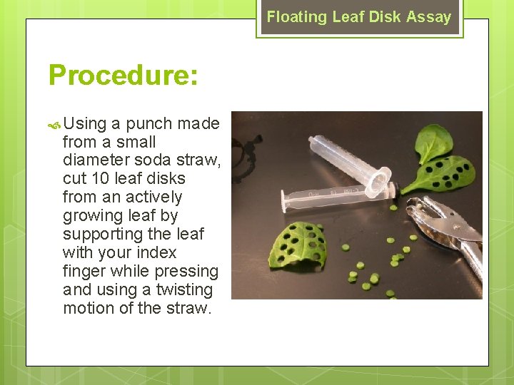 Floating Leaf Disk Assay Procedure: Using a punch made from a small diameter soda