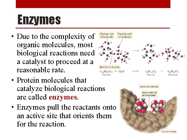 Enzymes • Due to the complexity of organic molecules, most biological reactions need a