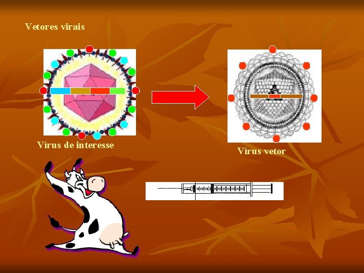 Vetores virais Vírus de interesse Vírus vetor 