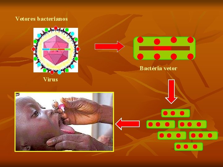 Vetores bacterianos Bactéria vetor Vírus 