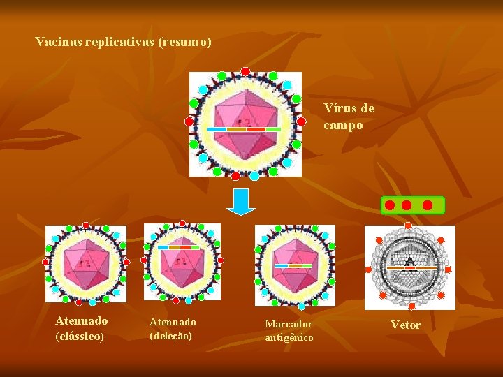 Vacinas replicativas (resumo) Vírus de campo Atenuado (clássico) Atenuado (deleção) Marcador antigênico Vetor 