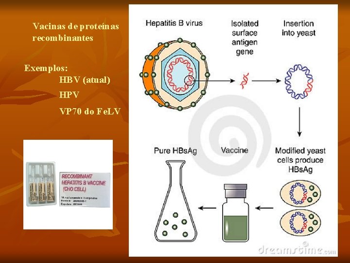 Vacinas de proteínas recombinantes Exemplos: HBV (atual) HPV VP 70 do Fe. LV 